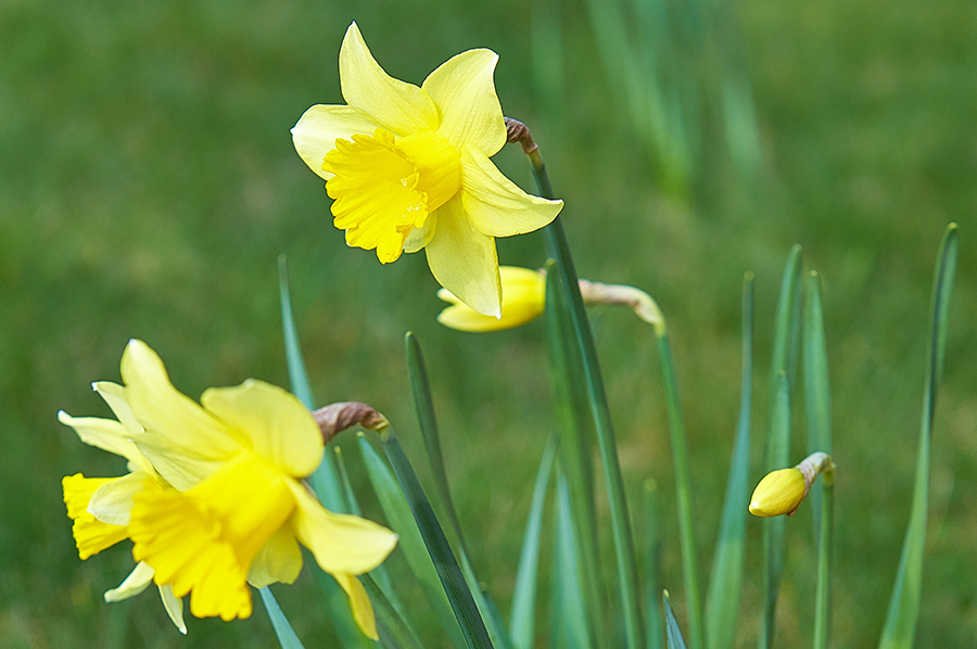 Daffodils-southwell-acupuncture-clinic