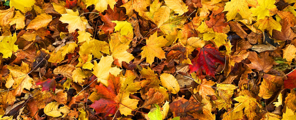 Autumn-Southwell-Acupuncture-Clinic