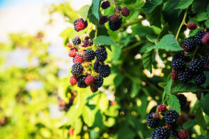 Late Summer Harvest