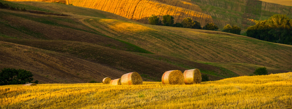 Southwell Acupuncture Late Summer