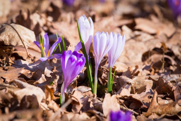 Spring Starting