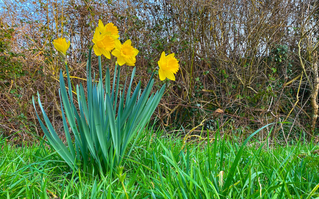 Spring - Southwell Acupuncture